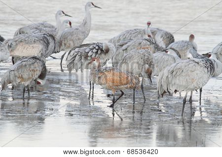 Sandhill Crane