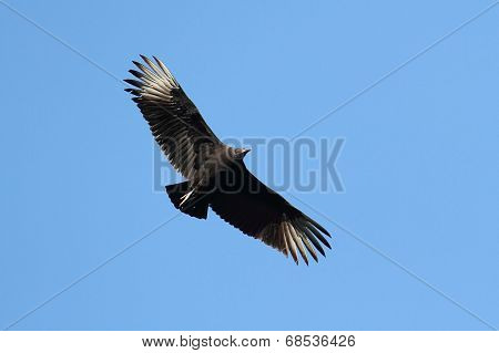Black Vulture In Flight