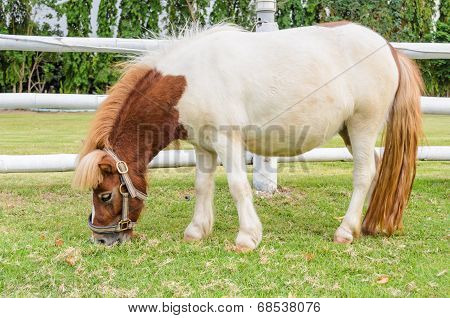 Dwarf Horses Eating Grass