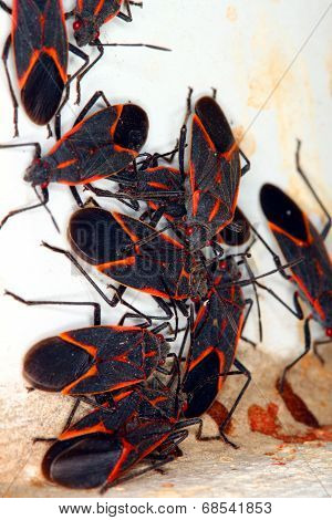 Boxelder Bugs (Boisea trivittata) Illinois