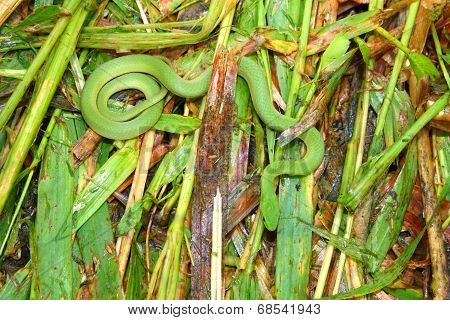 Smooth Green Snake (Opheodrys vernalis)