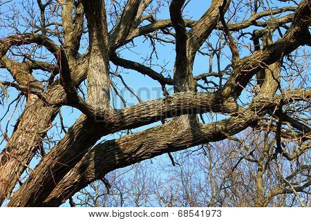 Oak Tree Background