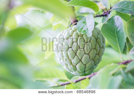 Custard Apples Or Sugar Apples Or Annona Squamosa Linn. Growing On A Tree In Garden