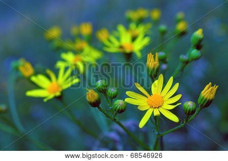 Bright Yellow Flowers
