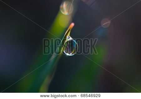 Drop Of Dew On The Grass