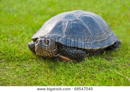 Turtle