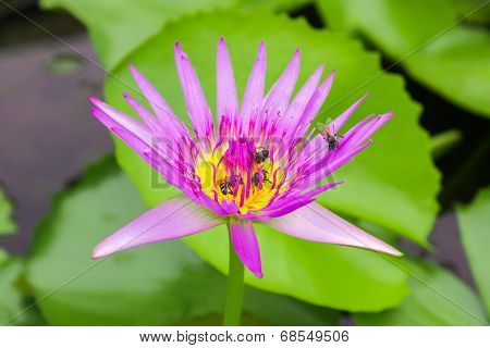 Lotus - Bloom