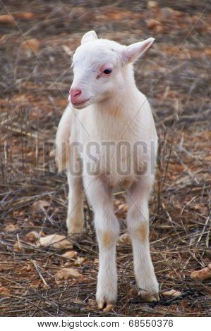 Little Lamb