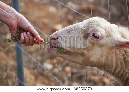 Sheep being fed