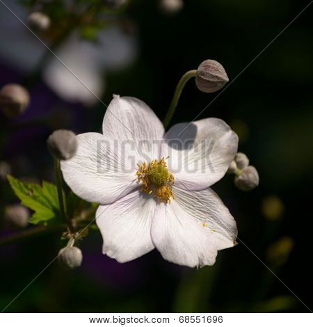 Anemone