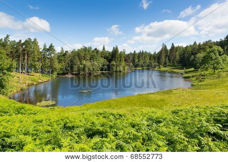 Tarn Hows Lake District National Park Cumbria England uk
