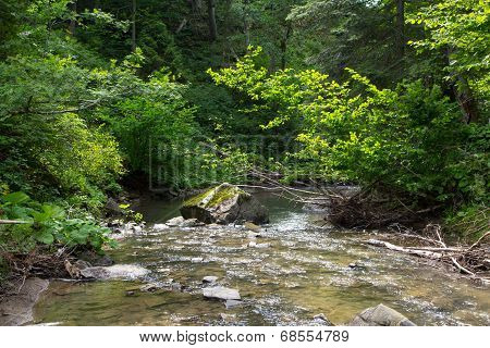 Peaceful Forest Stream Flow Down Among Stones