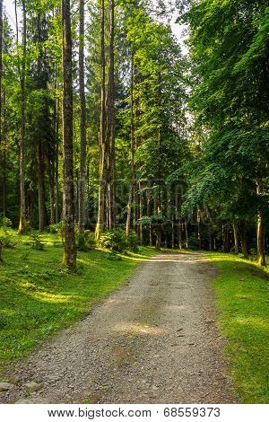 Going To Deep Forest