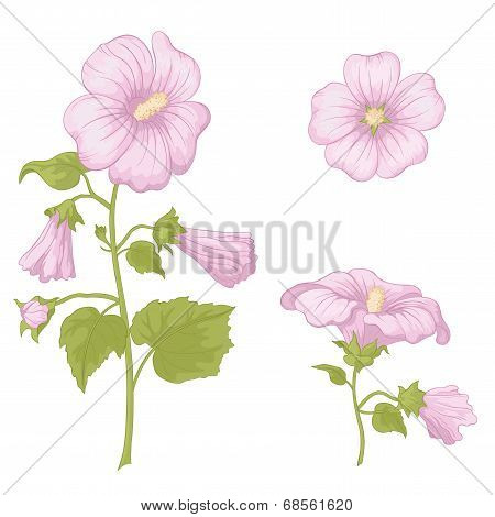 Flowers mallow, isolated