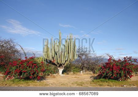 Giant Cactus