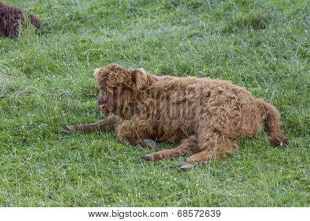 Scottish Highland Cow Calf