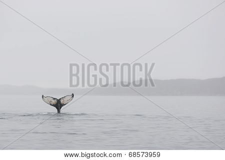 Humpback Whales