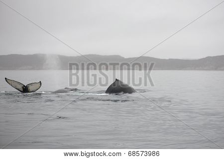 Humpback Whales