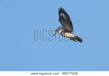 Belted Kingfisher (ceryle Alcyon)