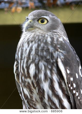 Bellen Owl