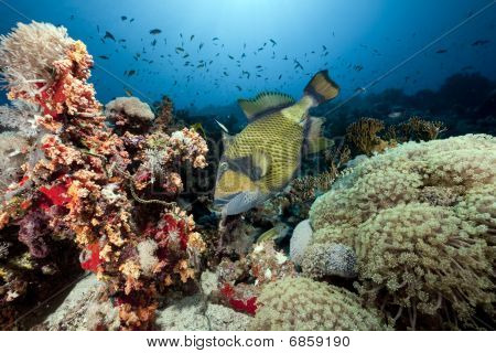 Titan Triggerfish, Ocean And Sun