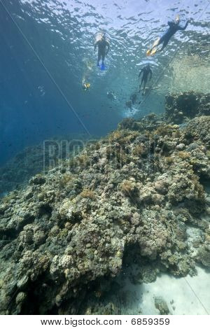 Snorkel, océano y pescado