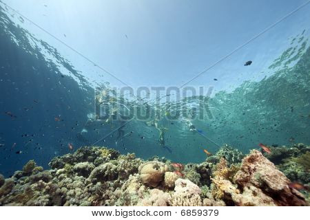 Snorkel, océano y pescado