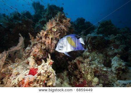 Yellowbar Angelfish og Ocean