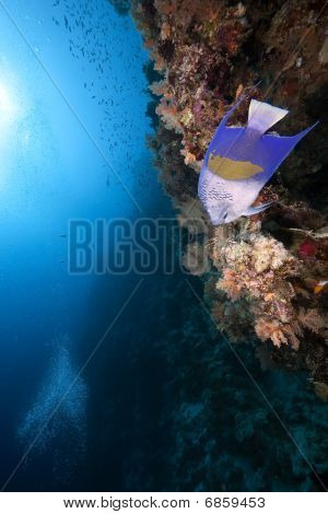 Yellowbar Angelfish og Ocean