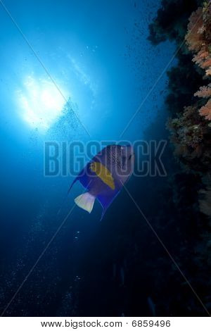 Yellowbar Angelfish og Ocean