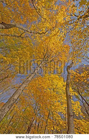 Looking Up Into Tall Trees In Fall