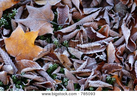Autumn Leaves