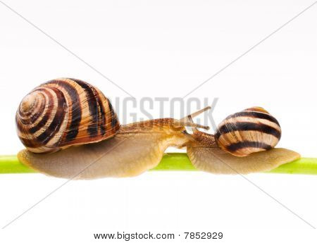 Caracol