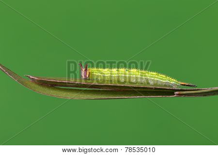 Caterpillar Of Common Palmfly Butterfly