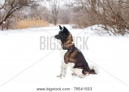 Akita Dog Breed With A Black Muzzle Sit In The Winter Park