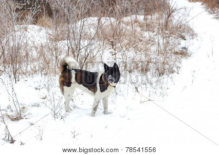 Akita Dog Breed With A Black Muzzle Winter In The Park