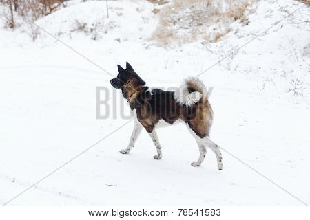 Akita Dog Breed With A Black Muzzle Run  In The Winter Park