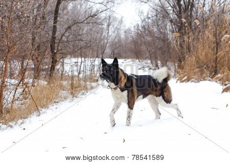 Akita Dog Breed With A Black Muzzle Run In The Winter Park