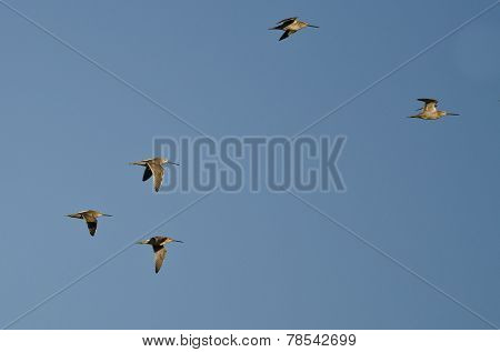 Flock Of Short-billed Dowitchers Flying In A Blue Sky