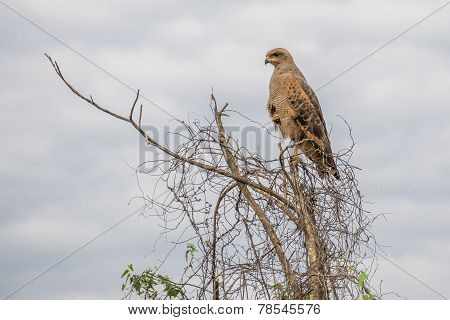 Eagle perched on top of tree