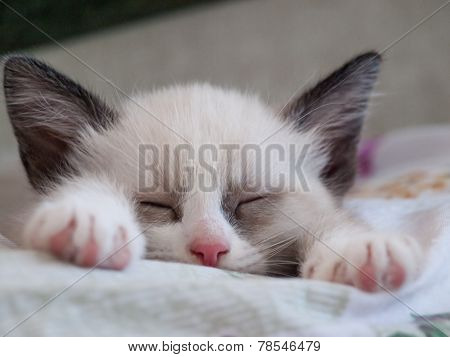 little kitten breed snowshoe sleeping on pad