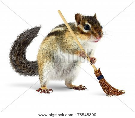 Funny Chipmunk Holding Broom