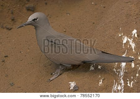 Brown Noddy Tern On A Rock Shelf