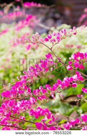 Coral vine flower