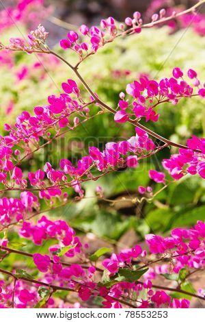 Coral vine flower