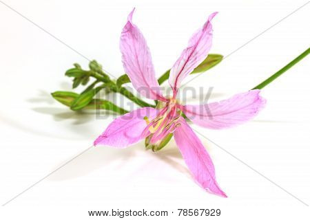 Purple Bauhinia on white background