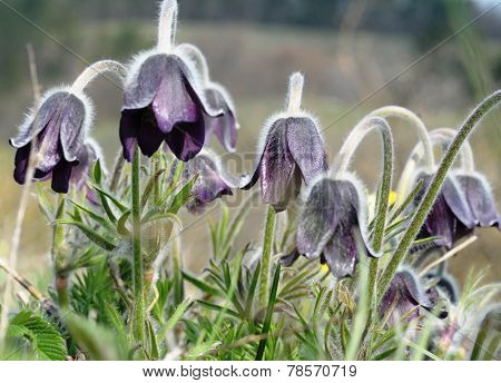 Pasque flower (Pulsatilla pratensis)