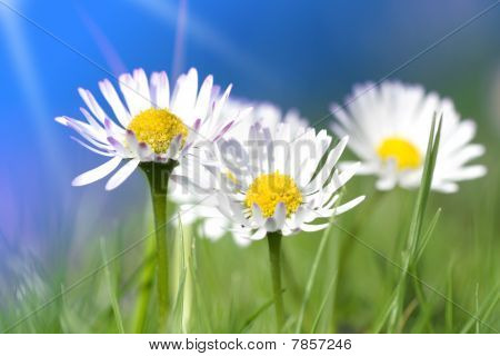 Daisy blomster gruppe med blå himmel