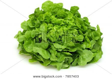 Lechuga de hoja de roble verde