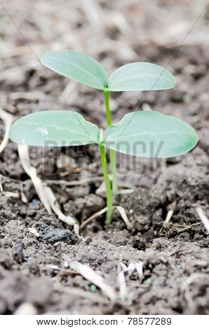 growing plant